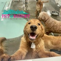 The Paw Spa Pet Resort(@ThePawSpaOmaha) 's Twitter Profile Photo