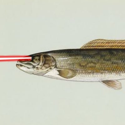 BowTiedBowfin Profile Picture