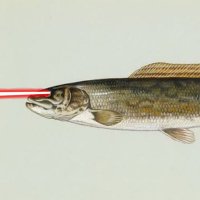 BowTiedBowfin (@bowtiedbowfin) 's Twitter Profile Photo BowTiedBowfin (@bowtiedbowfin) 's Twitter Profile Photo