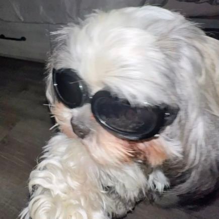 dailyrantcegil's profile picture. gtfo