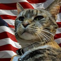 NAFO Expansionist Cat (@nunes_other_cat) 's Twitter Profile