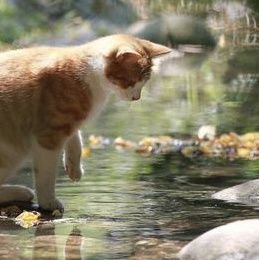 SouthernTherian's profile picture. Level 18 🏳️‍⚧️ He/Them, Therian/Otherkin, Furry, Age/Pet regressor. 
This account is safe for everyone, except for Pedos, Zoophiles, and Homophobes/Transohobes