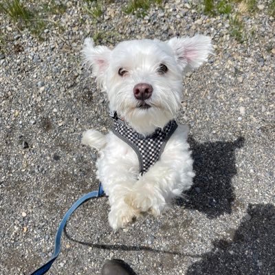 Shanaloves111's profile picture. 