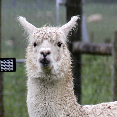 Seeking_Alpaca Profile Picture