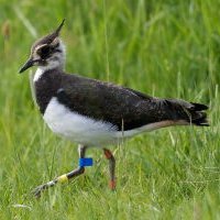 Swale Wader Group