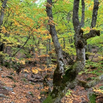 rzmd1991's profile picture. 🏳️‍🌈 💛