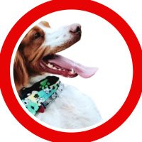 dexterdogouray (@dexterdog_ouray) 's Twitter Profile