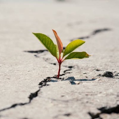 _paradigmaticos's profile picture. 