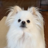 チョッパー冒犬隊長(@chopper_pomechi) 's Twitter Profile Photo