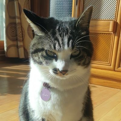 Osatsu0207's profile picture. 23 / 남 / 35P / 마로 / 블아 / 서브컬쳐겜 다 퍼먹습니당 이터널리턴 사랑단입니다
애니, 만화 좋아합니당 버튜버 좋아해요