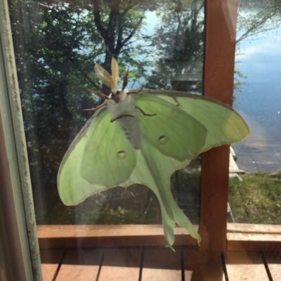 🌱🦋🐛🪰information about moths often (not daily, but close enough)  account run by : @cowboycole7