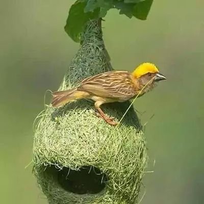 IfeanyiAnderso2's profile picture. 