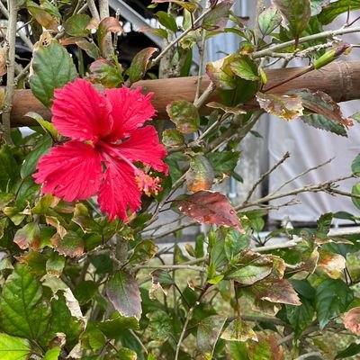 haramaki1158's profile picture. 国語科/座右の銘は「いけるべできるべ」