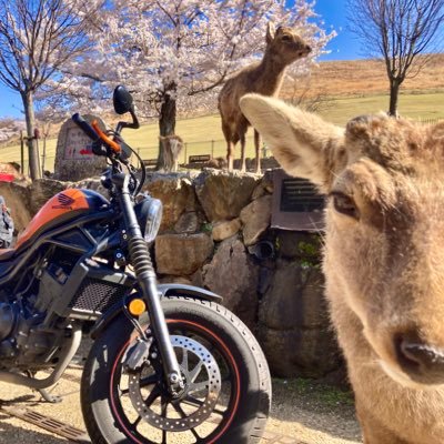 R2.11/24普通二輪免許取得 レブル250se11/27納車。バイク以外に映画、アニメ、ライブ、キャンプ、筋トレなどなど多趣味。東京。♂。94年。