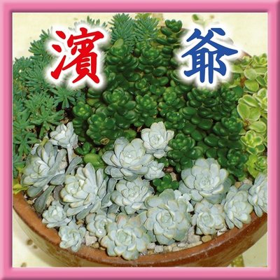 濱爺 多肉植物 ベンケイソウ科 エケベリア属 白牡丹 ロゼット型 白っぽい薄緑の葉 最初は育て方がわからず 増え なかったが 最近は増えすぎの傾向あり 葉やけがきつい うまく育てればもっと奇麗な葉になるはず Http T Co Z6585ard5u 濱爺 多肉植物 ベンケイソウ科 エケベリア属 白牡丹 ロゼット型 白っぽい薄緑の葉 最初は育て方がわからず 増え なかったが 最近は増えすぎの傾向あり 葉やけがきつい うまく育てればもっと奇麗な葉になるはず Http T Co Z6585ard5u