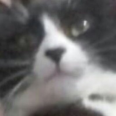 gato2and's profile picture. miau