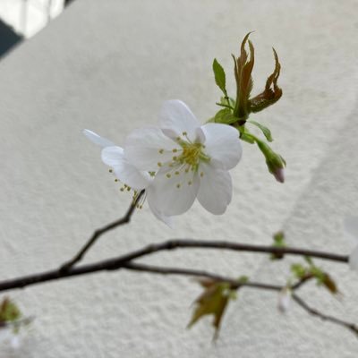 riku_ue32242's profile picture. 主にヨット・海事關係をワッチするアカウントとして運用してみます（陸上ばかりの生活でしたが、海本を飽かずに眺めた以前を思ひ出しつつ）