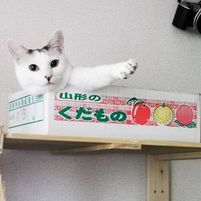 catgyogyogyo358's profile picture. 猫を飼ってます
箱入り娘です