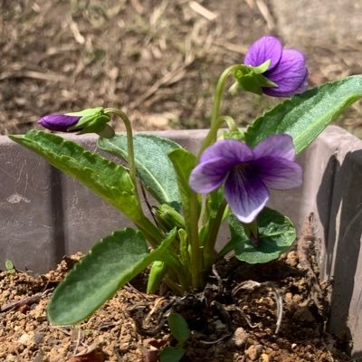 「マンジュリカすみれ」とは「本スミレ」のこと。北海道から九州の野に咲く紫色の花    野に咲くすみれの様に、素朴に素直に生きたい。