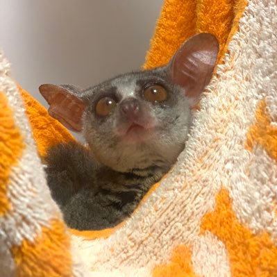 6gtF4VUScPagWxW's profile picture. 