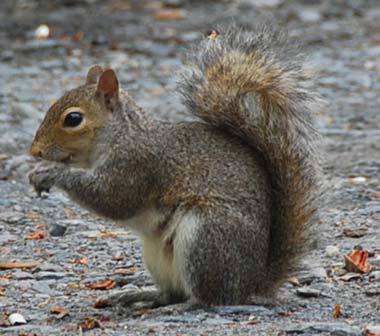 I am the notorious squirrel that runs around campus.