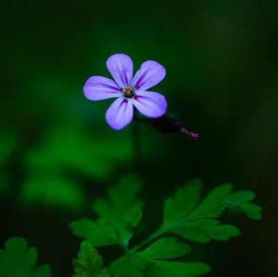 Ju_dhee's profile picture. Human. Being.