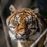 ÇØMRADÉ (@traderr_m) 's Twitter Profile