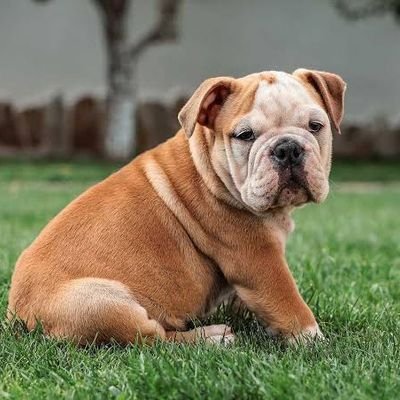 @EnglisBullDogg