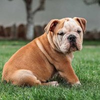 EnglishBullDog (@englisbulldogg) 's Twitter Profile