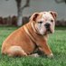 EnglishBullDog (@englisbulldogg) Twitter profile photo EnglishBullDog (@englisbulldogg) Twitter profile photo