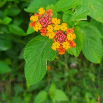 brrrjole's profile picture. brc '24