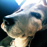 Sgt_Remnants (@nimrod43mbis) 's Twitter Profile