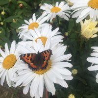 Katharine (@ivykath2) 's Twitter Profile