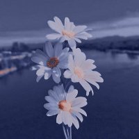 Om leen (@om_leen70) 's Twitter Profile