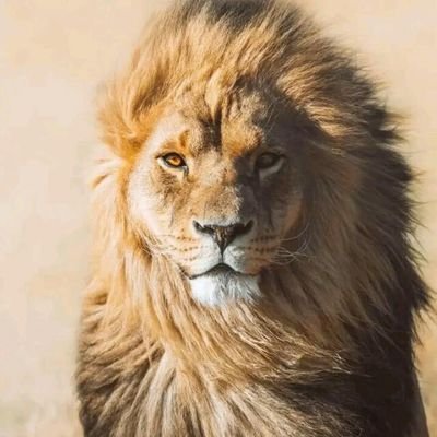 MathiasKpante's profile picture. 