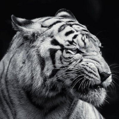 jelenamaric83's profile picture. 