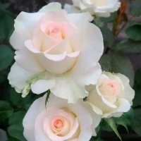 masson jeanne (@jeannemasson85) 's Twitter Profile