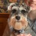 Daisy the Mini Schnauzer (@daisyschnauzer) Twitter profile photo Daisy the Mini Schnauzer (@daisyschnauzer) Twitter profile photo