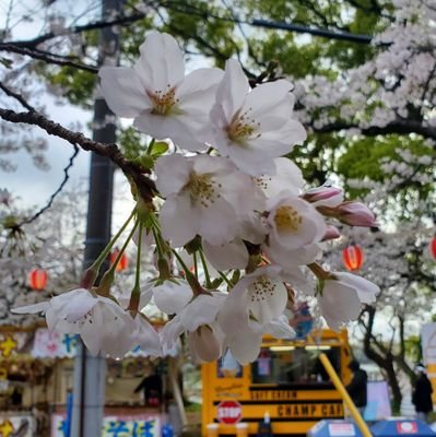 Tomdanbooru's profile picture. リアル:変態です　 バイオハザードを主に実況プレイを行っております 最近はFPSをやってますが、動画にはしてないなぁ、、、
youtubeチャンネルhttps://t.co/uA4cCAmtYO…