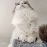 こげ丸&みゆう (@weegie325) 's Twitter Profile