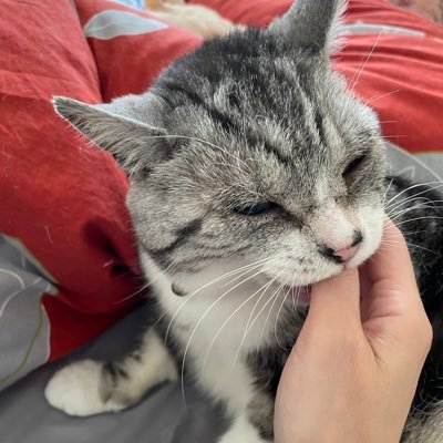 アラフィフのBESTYです。 JUNONが大好き。趣味で猫を保護して今は10匹と暮らしてます。2024年3月 乳がん トリネガ IIIb 25年5月標準治療終了