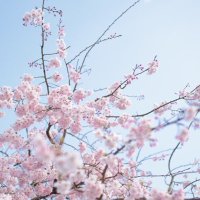 mimi🐰慶應通信77法乙 (@mimi_spring_) 's Twitter Profile Photo mimi🐰慶應通信77法乙 (@mimi_spring_) 's Twitter Profile Photo