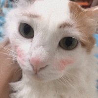 - (@pipodelyth) 's Twitter Profile Photo - (@pipodelyth) 's Twitter Profile Photo