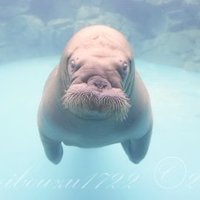海坊主 (@umibouzu_1a16) 's Twitter Profile