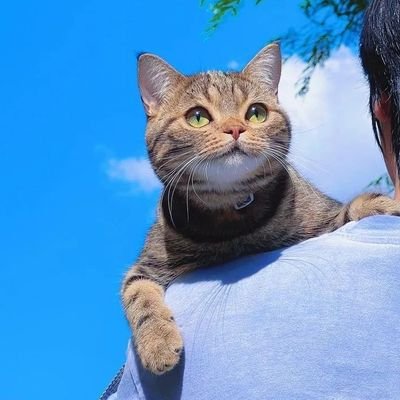 Ghajavid's profile picture. 