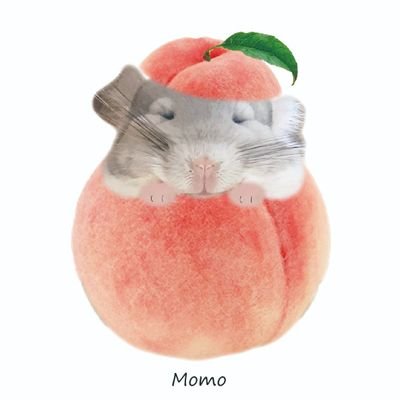 チンチラのももと飼い主のつぶやき。
よろしくお願いします!
かわいさのあまりの無言フォロー、失礼します。
🐭チンチラ ブルーダイヤモンド♀ もも
🎂2022/03/03
🏠2022/07/07