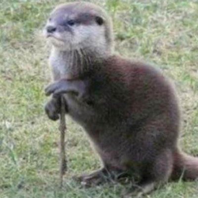 RequestingOtter's profile picture. I love women