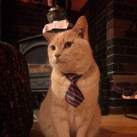 🐾🐈‍⬛みう🐈‍⬛🐾 (@miu_tiamat) 's Twitter Profile