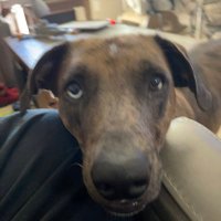 Mule Fritters (@davidwi28033557) 's Twitter Profile Photo Mule Fritters (@davidwi28033557) 's Twitter Profile Photo