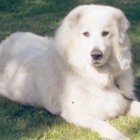 Van-Eeckhoutte (@pascale59660) 's Twitter Profile